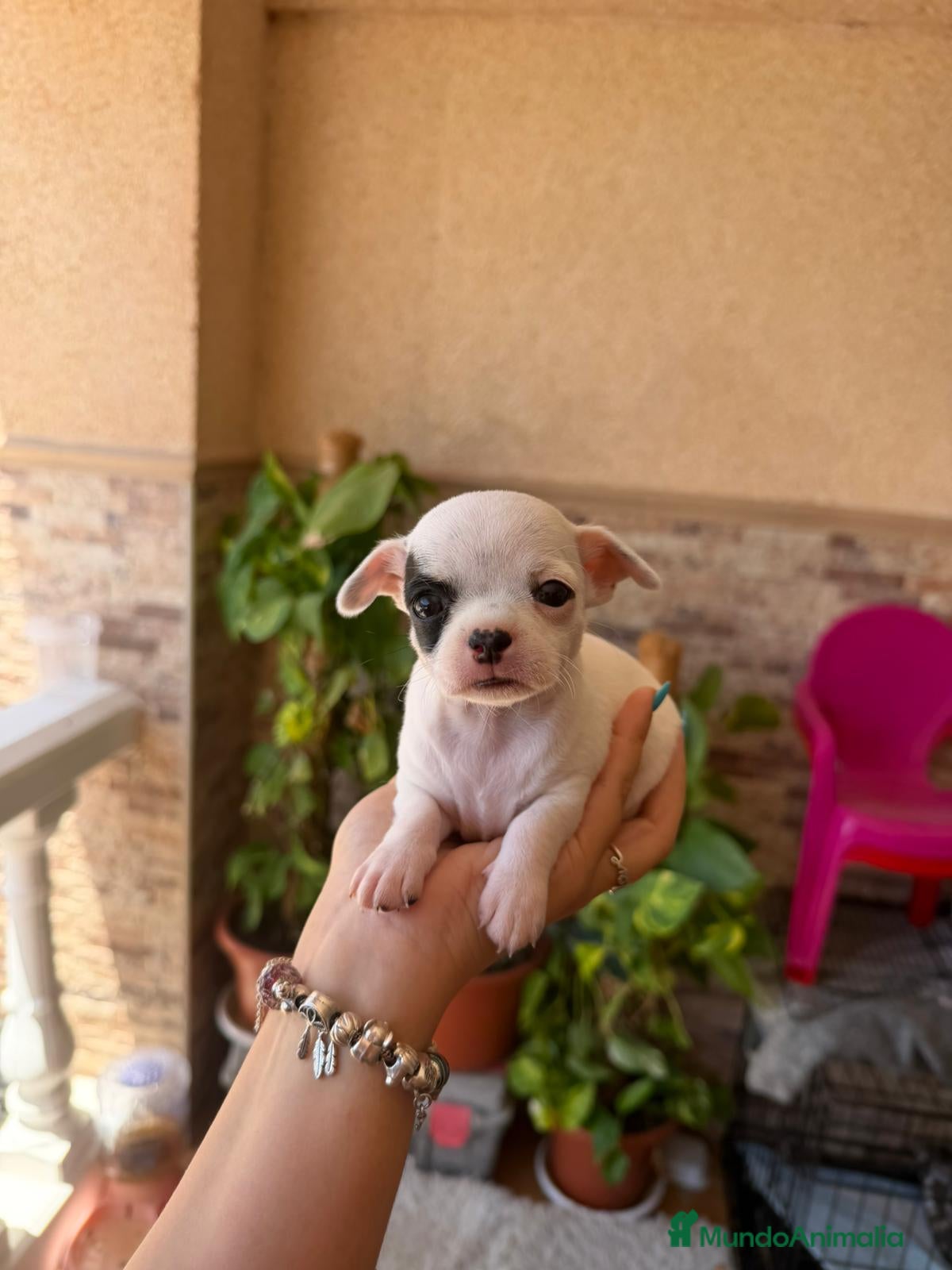 Chihuahua perros Chihuahua toy  - Anuncio 2