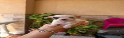 Chihuahua perros en venta: Chihuahua toy  - Anuncio 1