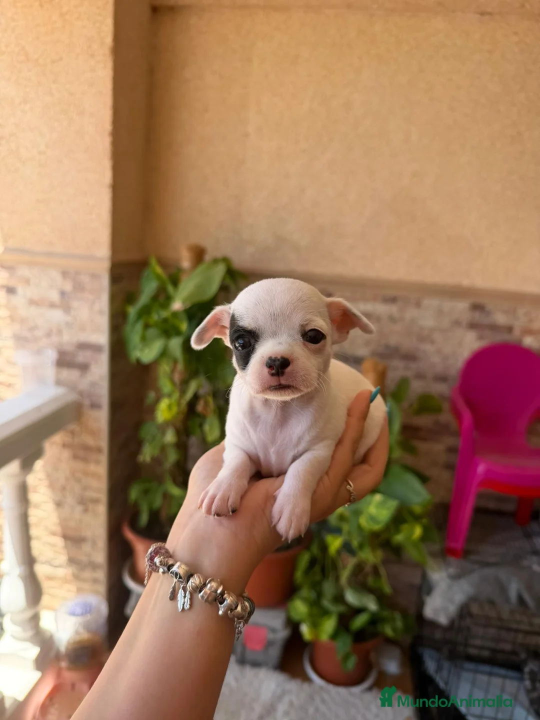 Chihuahua perros en venta: Chihuahua toy  - Anuncio 1