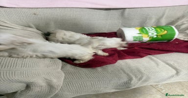 Bichón Maltés perros Bichon maltés toy  - Anuncio 3