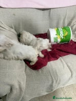 Bichón Maltés perros Bichon maltés toy - Anuncio 6