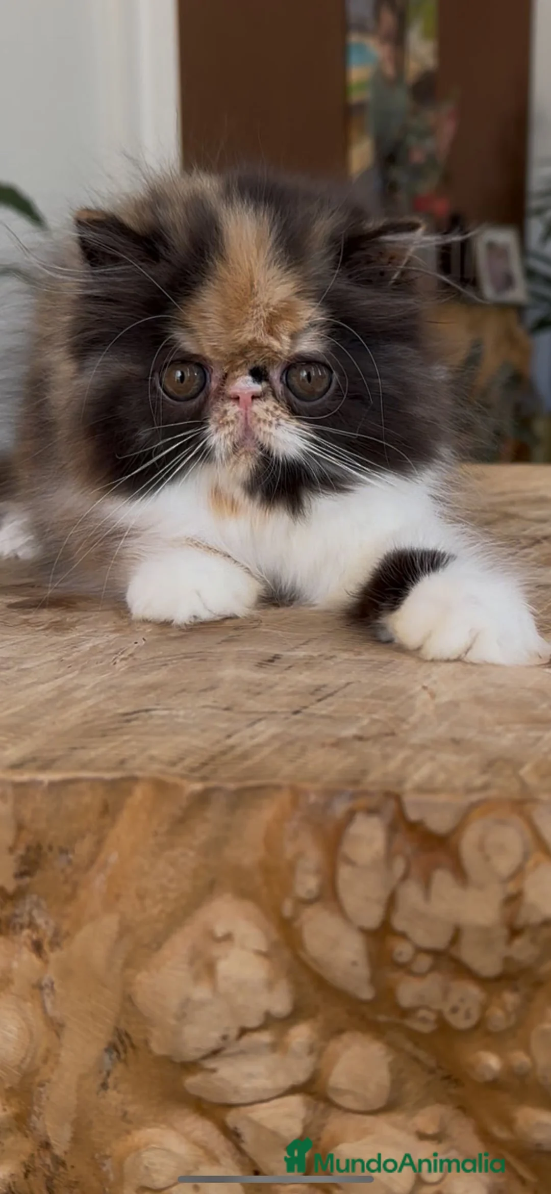 Persa gatos en venta: Persa hembra  - Anuncio 5