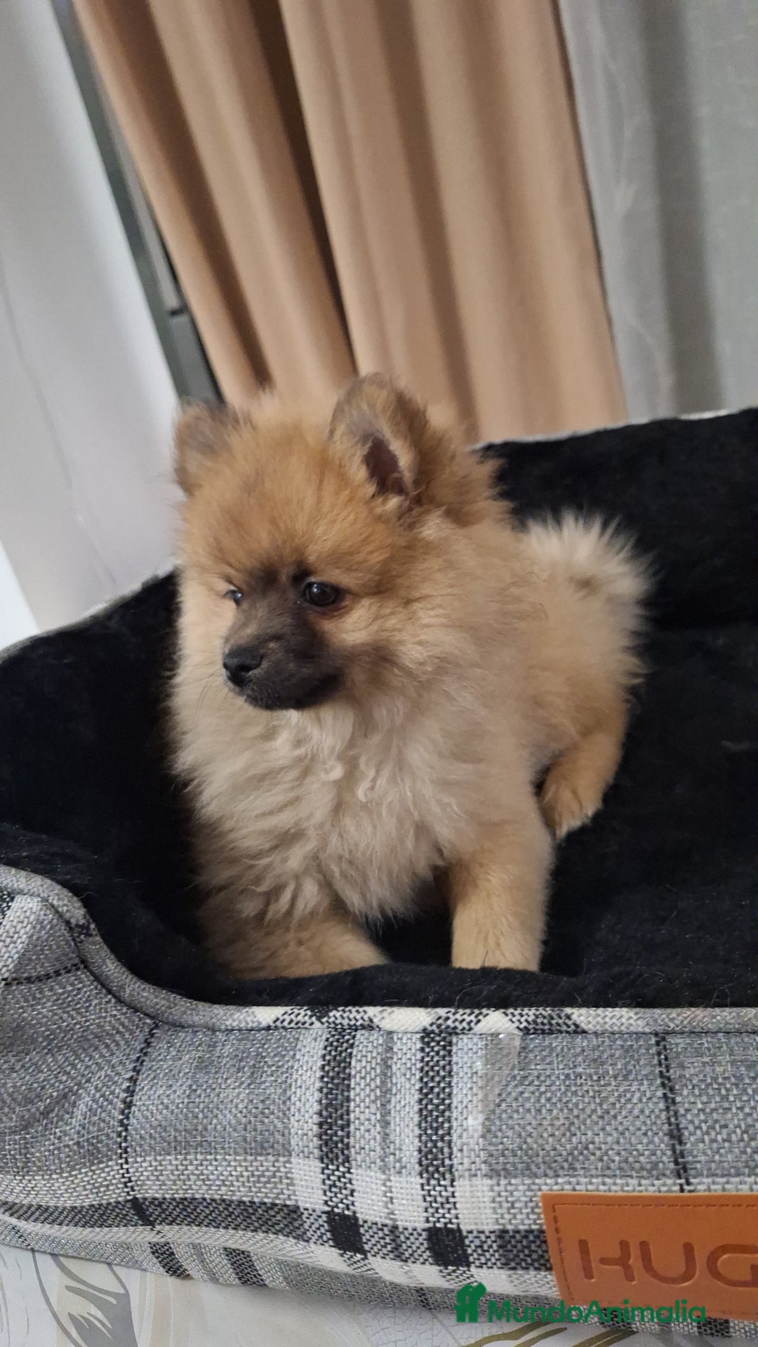 Pomerania perros en venta: Pomerania  - Anuncio 4