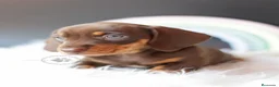 Teckel perros en venta: TECKEL CHOCOLATE  - Anuncio 5