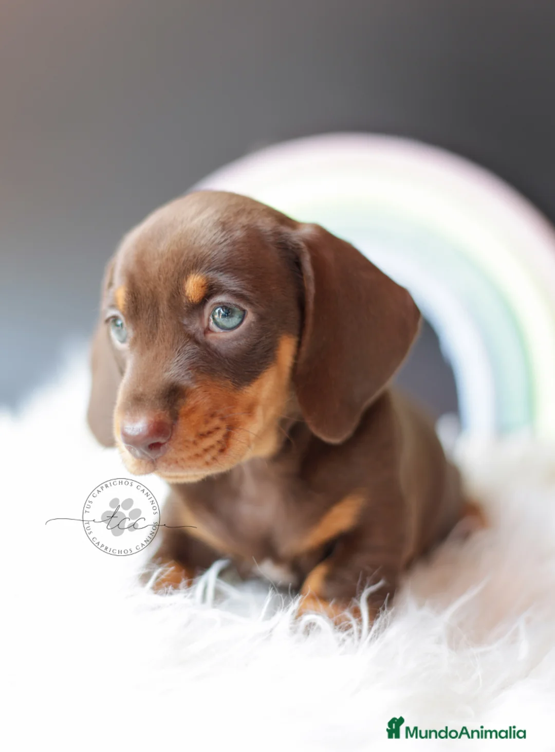 Teckel perros en venta: TECKEL CHOCOLATE  - Anuncio 5