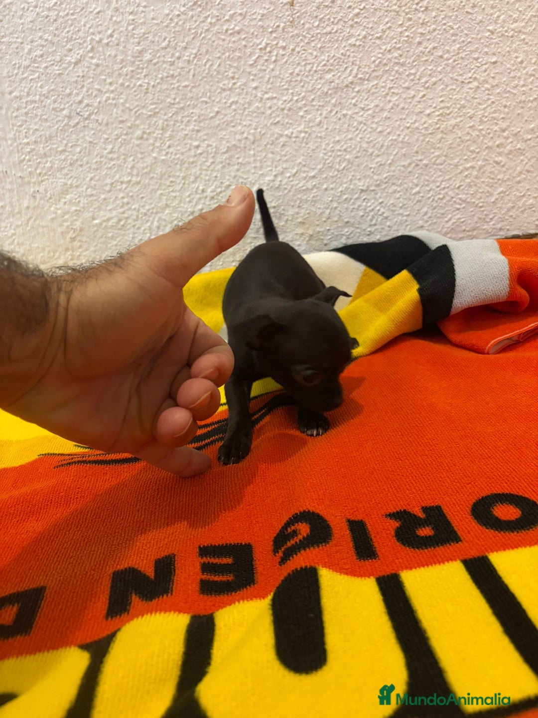 Chihuahua perros en venta: Chihuahua toy - Imagen 17