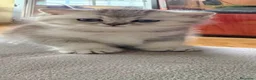 Británico de Pelo Corto gatos en venta: Gatos British Shortair - Anuncio 8