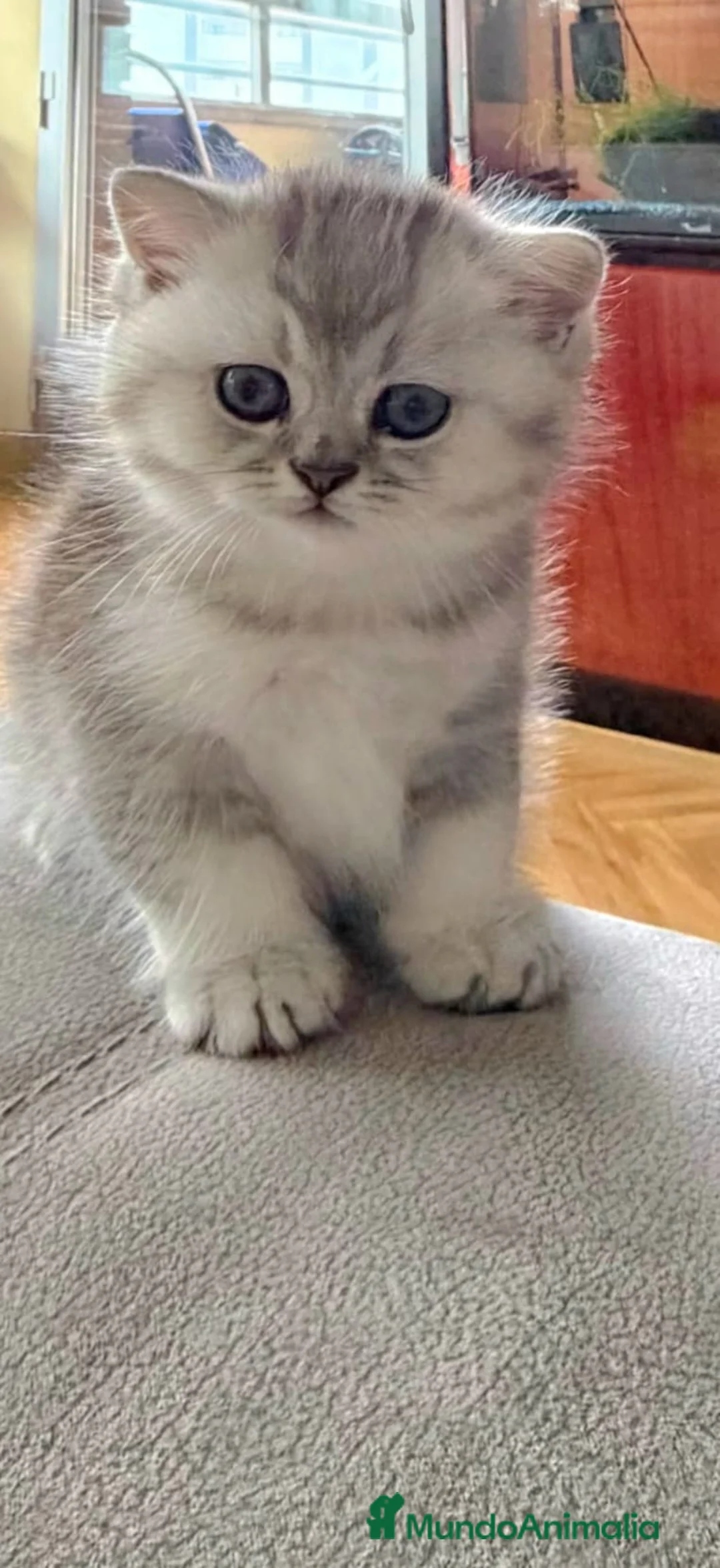 Británico de Pelo Corto gatos en venta: Gatos British Shortair - Anuncio 8