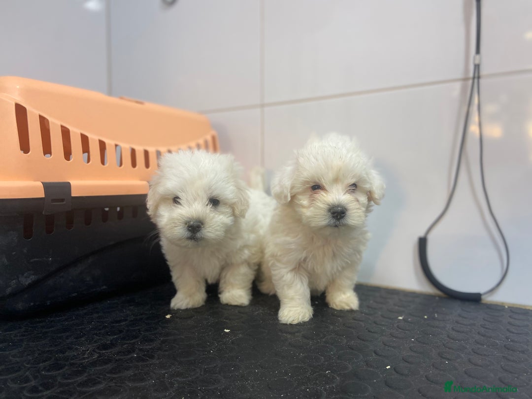 Bichón Maltés perros en venta: Cachorros Bichón Maltés 650€ ¡PRECIO REAL! - Imagen 2