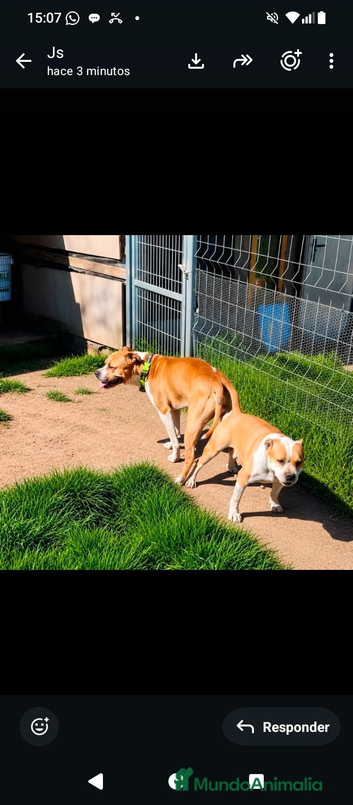 American Staffordshire-Terrier perros America Staffordshire terrier  - Anuncio 1