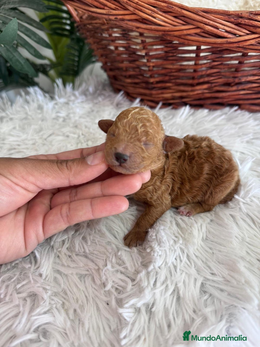 Caniche Toy perros en venta: CANICHE TOY MACHO - Imagen 10