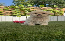 Maltipoo perros en venta: MALTIPOO MINI TOY MUY PEQUEÑITO (2-2´5k adulto) - Imagen 4