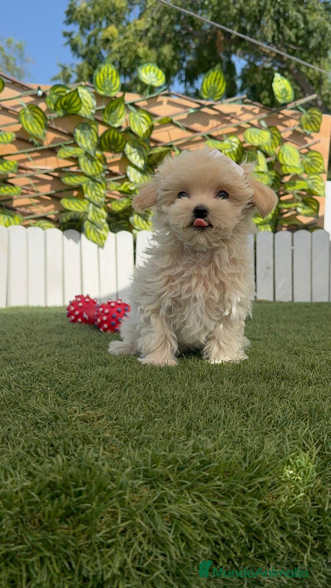 Maltipoo perros en venta: MALTIPOO MINI TOY MUY PEQUEÑITO (2-2´5k adulto) - Imagen 4