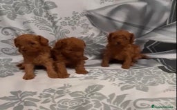 Caniche Toy perros en venta: CANICHE TOY MACHOS Y HEMBRA - Imagen 3