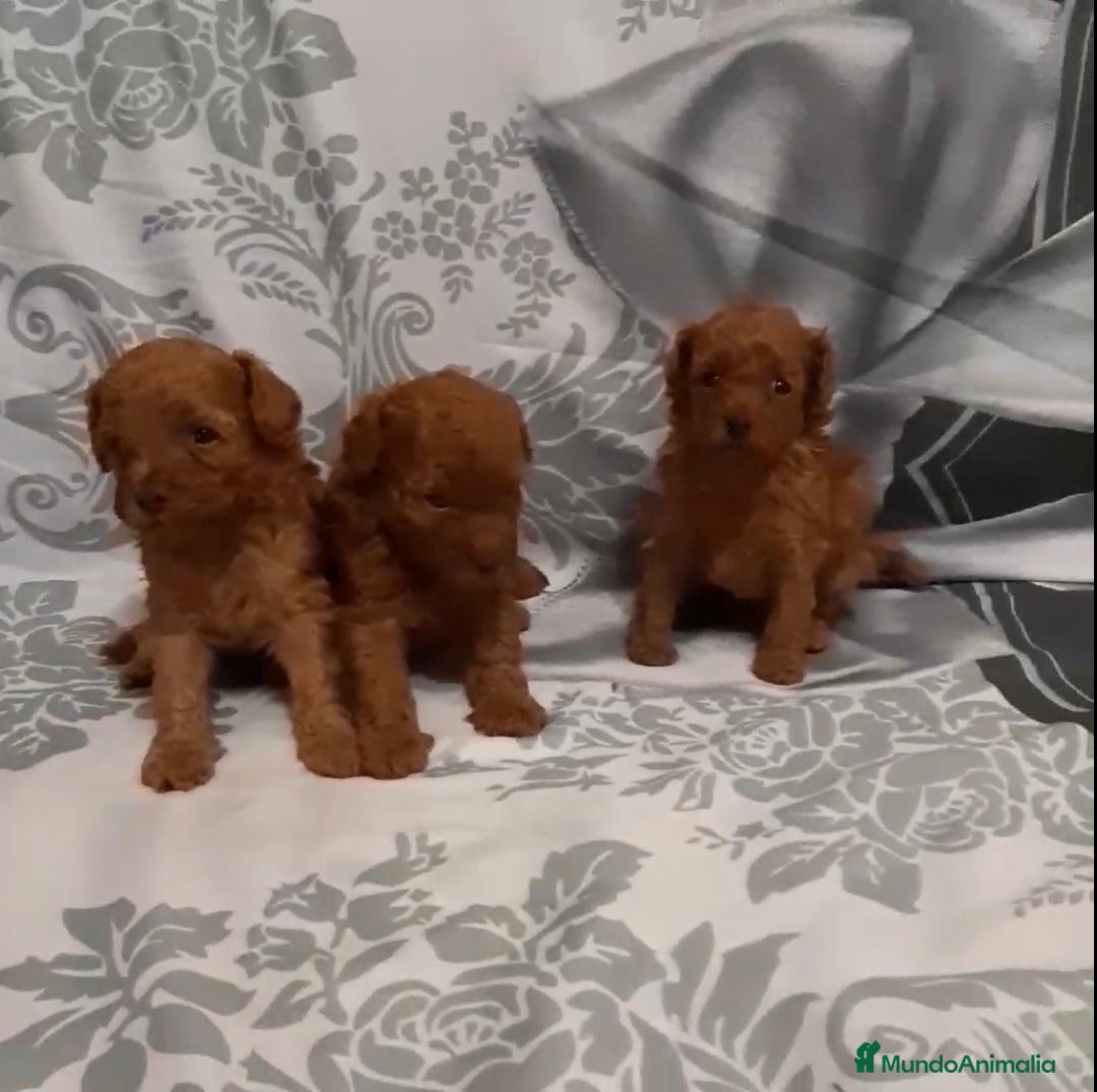 Caniche Toy perros en venta: CANICHE TOY MACHOS Y HEMBRA - Imagen 3
