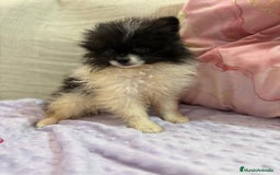Pomerania perros en venta: Poo pomerania MICRO TOY  - Imagen 4