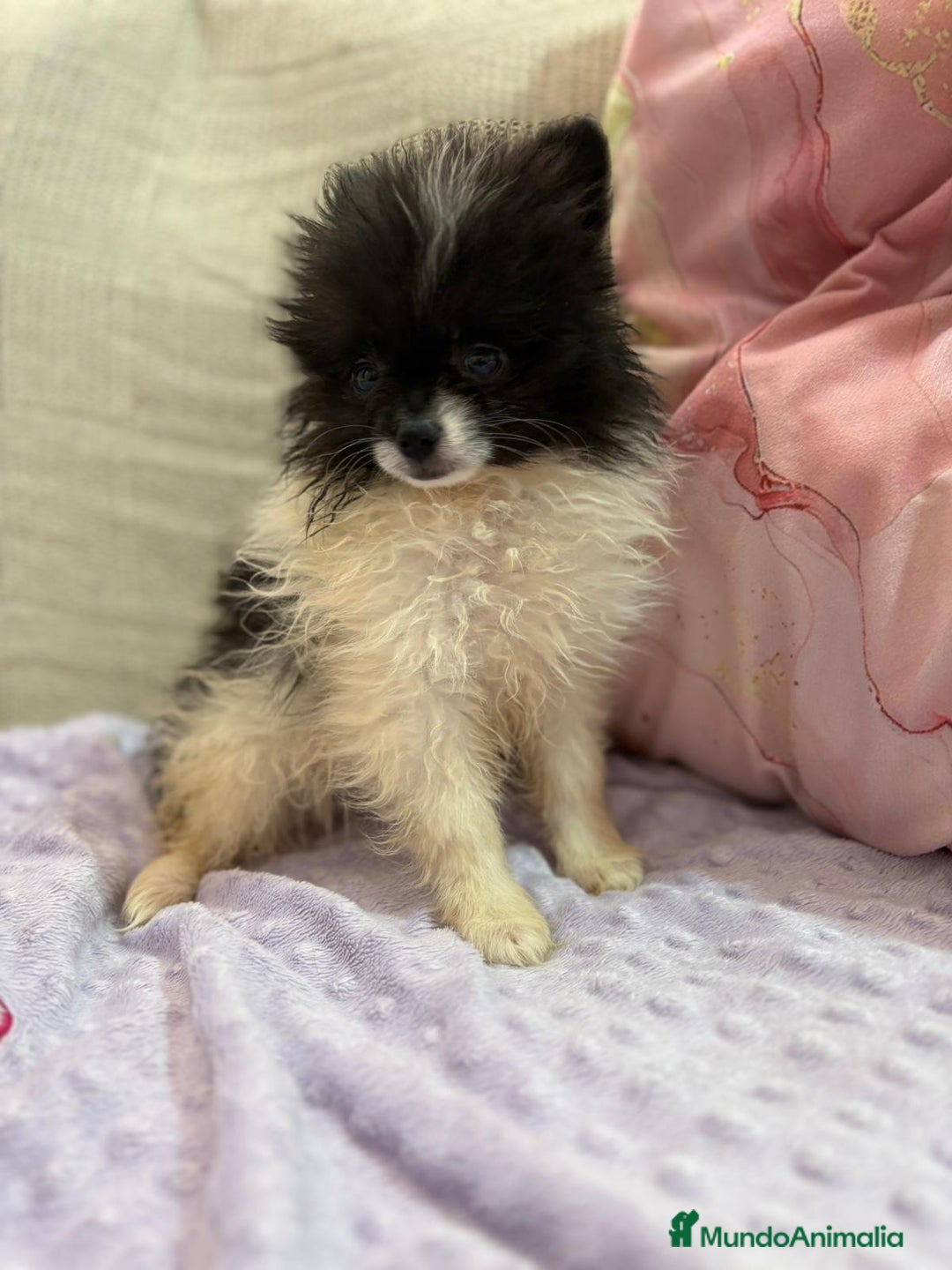 Pomerania perros en venta: Poo pomerania MICRO TOY  - Imagen 4