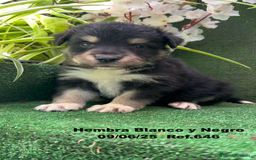Border Collie perros en venta: BORDER COLLIE DE VILLA BIZNAGA - Imagen 33