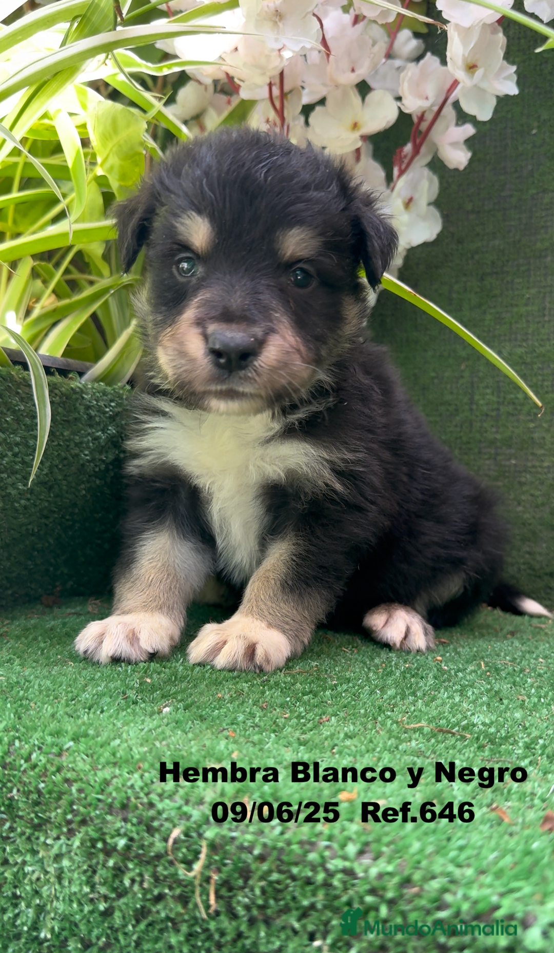 Border Collie perros en venta: BORDER COLLIE DE VILLA BIZNAGA - Imagen 33