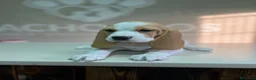 Beagle perros en venta: Beagle  - Anuncio 4