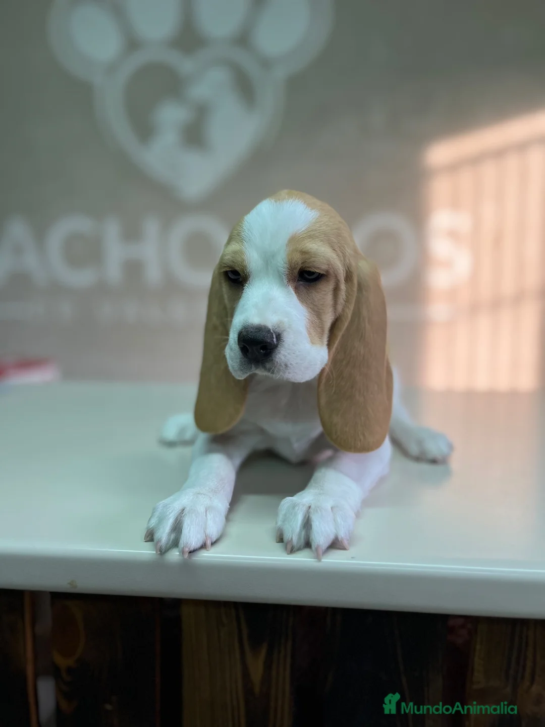 Beagle perros en venta: Beagle  - Anuncio 4