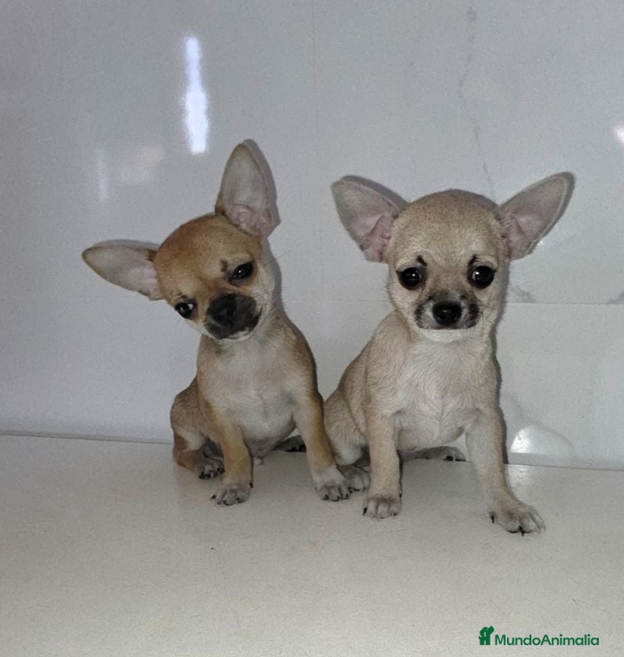 Chihuahua perros Chihuahuas  - Anuncio 1