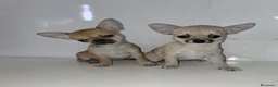 Chihuahua perros en venta: Chihuahuas  - Anuncio 1