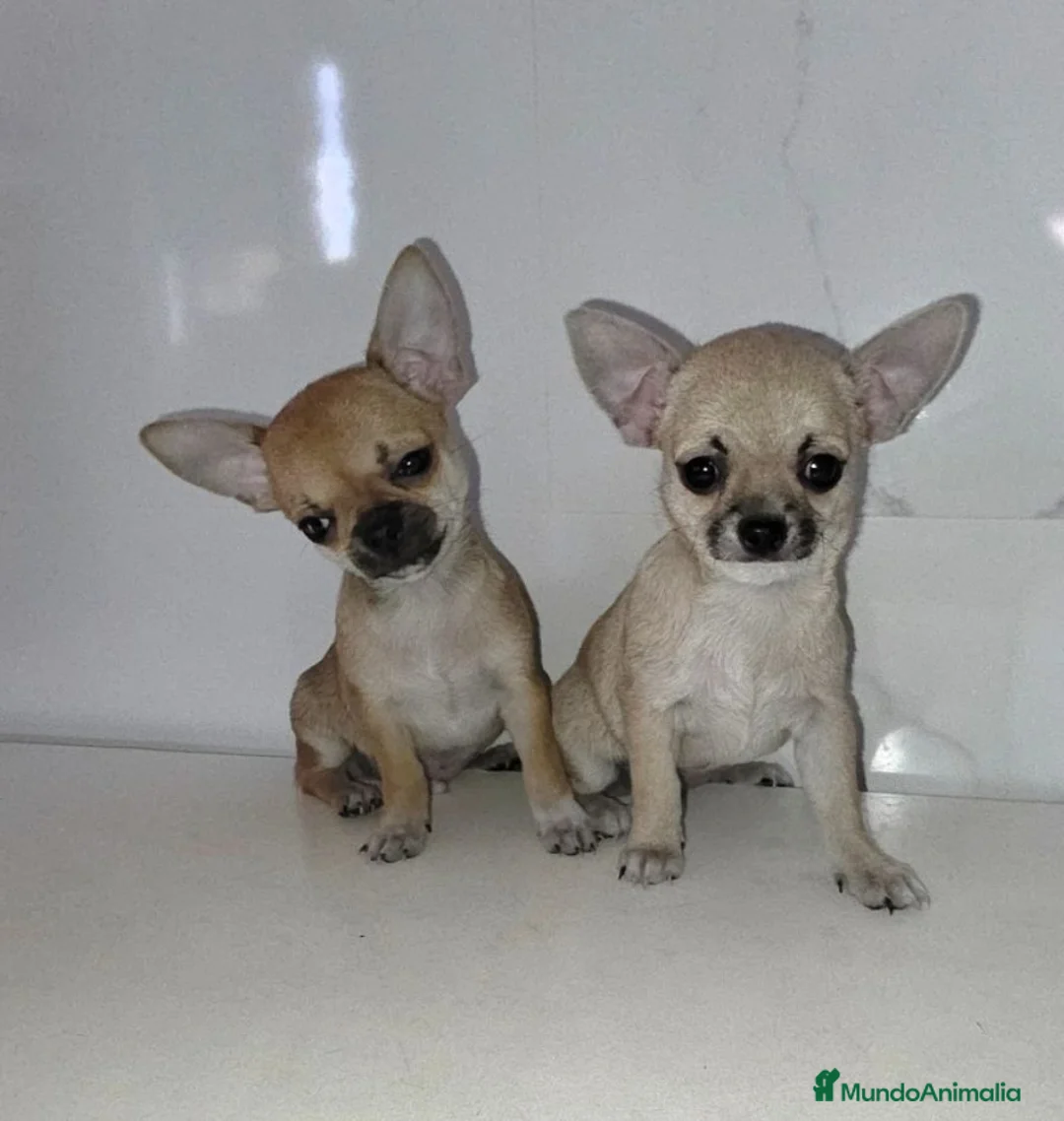 Chihuahua perros en venta: Chihuahuas  - Anuncio 1
