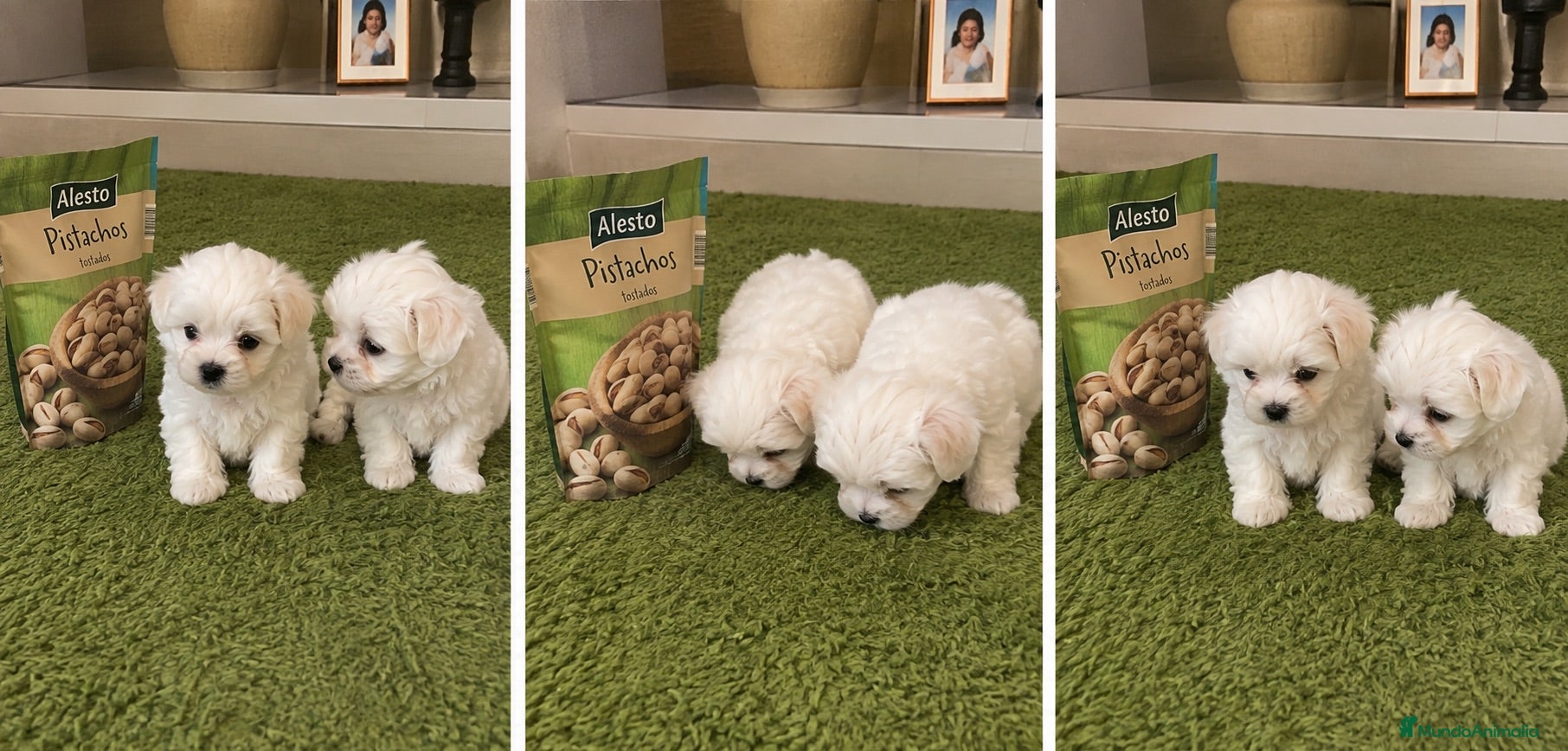 Bichón Maltés perros BICHON MALTES - MALAGA  - Anuncio 1