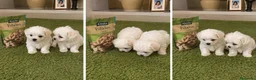 Bichón Maltés perros en venta: BICHON MALTES - MALAGA  - Anuncio 1