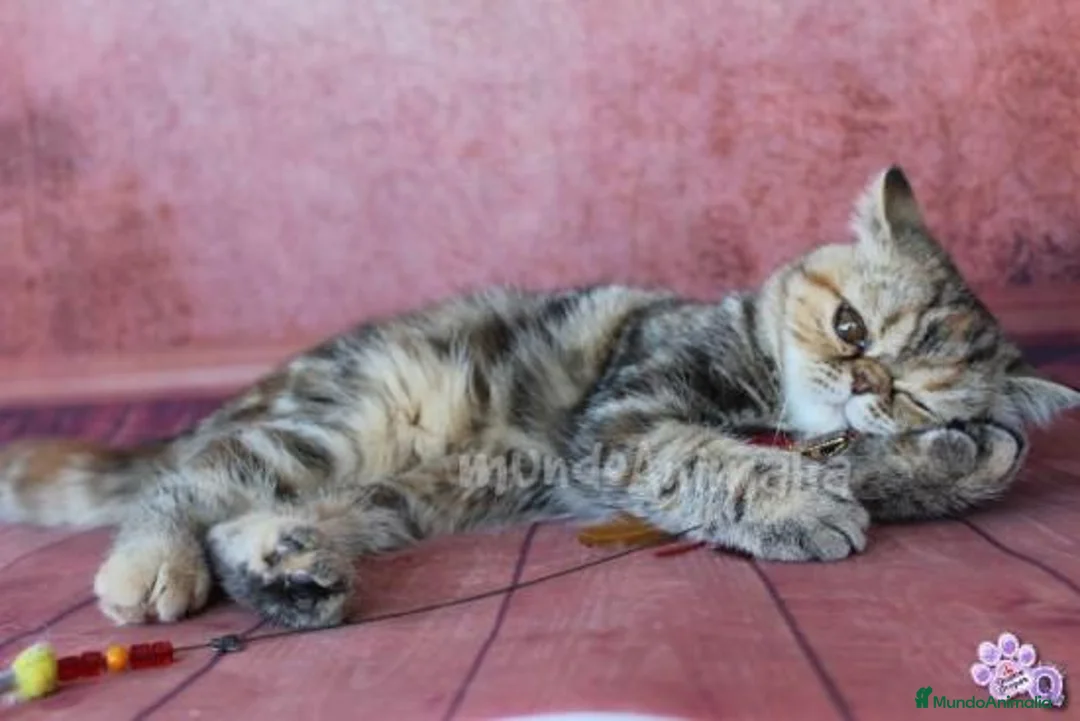 Imagen de galería {{count}}