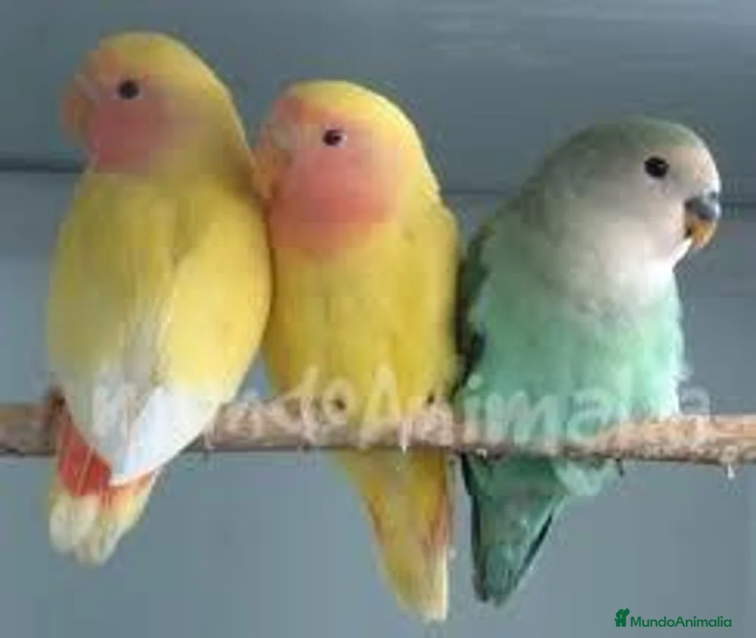 Imagen de galería {{count}}