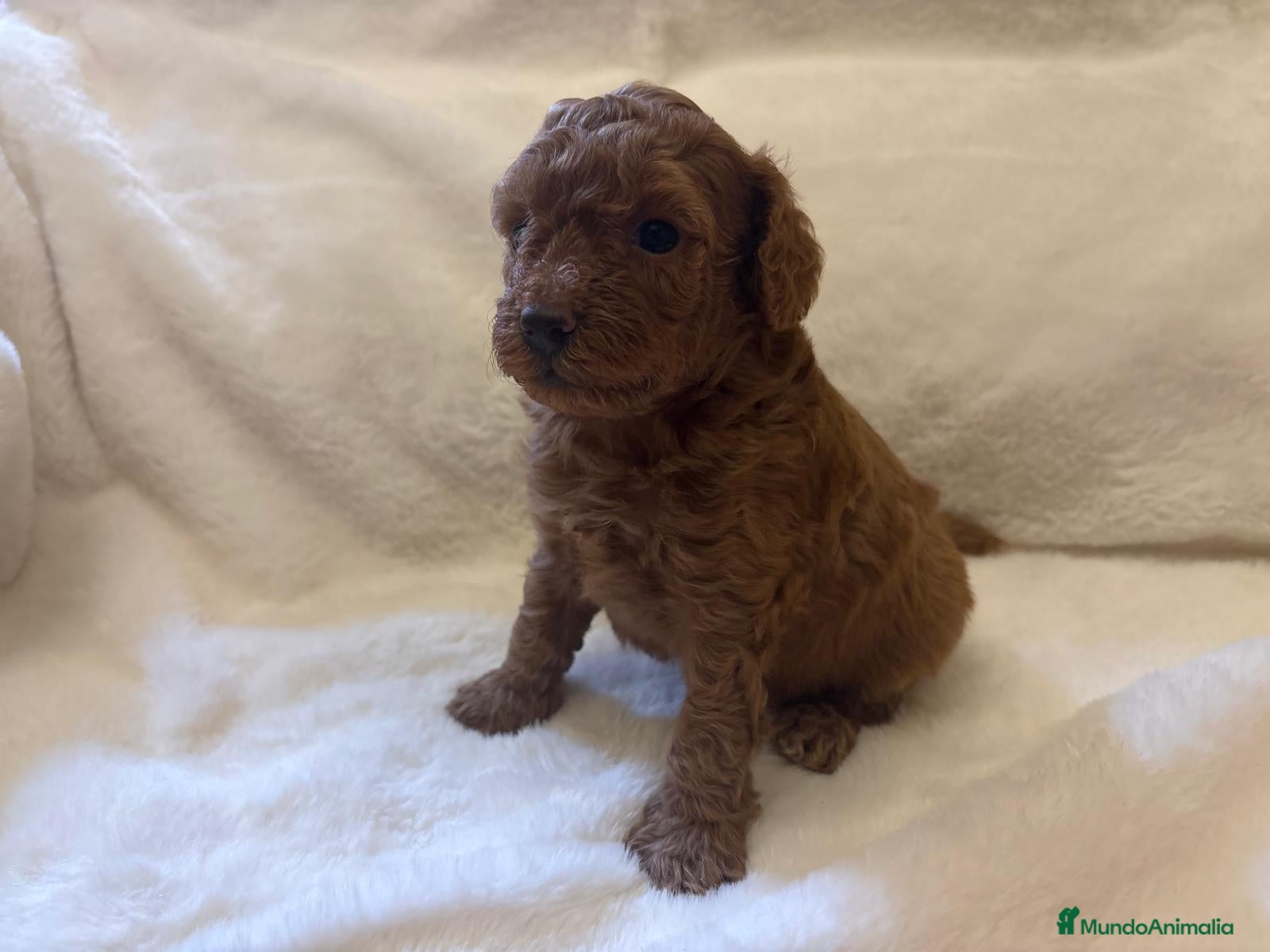Caniche Toy perros CACHORROS DE CANICHE  - Anuncio 4
