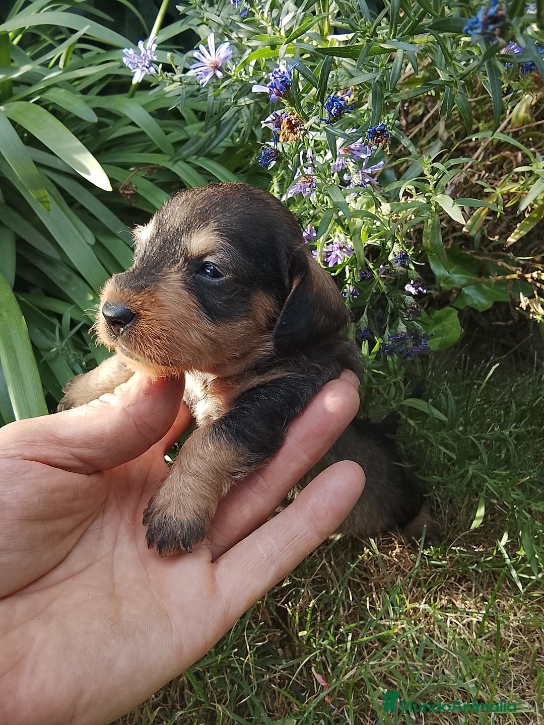 Teckel perros en venta: Teckel de pelo duro. - Imagen 2