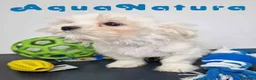 Bichón Habanero perros en venta: Bichon Habanero Macho 6220 AQUANATURA - Anuncio 5