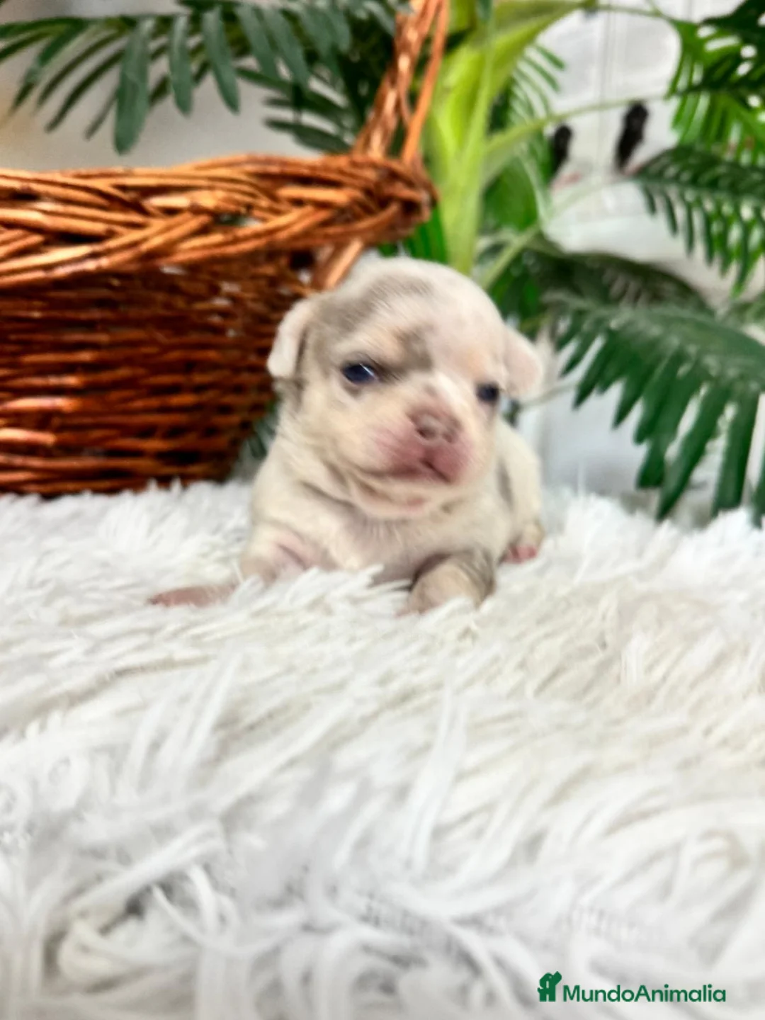Chihuahua perros en venta: CHIHUAHUA MACHO - Anuncio 8
