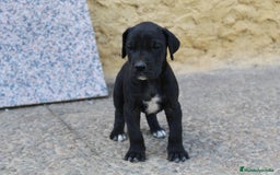 Dogo Alemán perros en venta: Dogo alemán/ gran danés  - Imagen 1