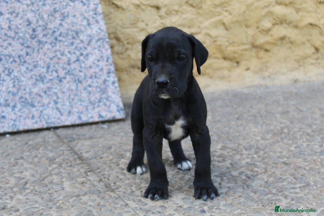 Dogo Alemán perros en venta: Dogo alemán/ gran danés  - Imagen 1