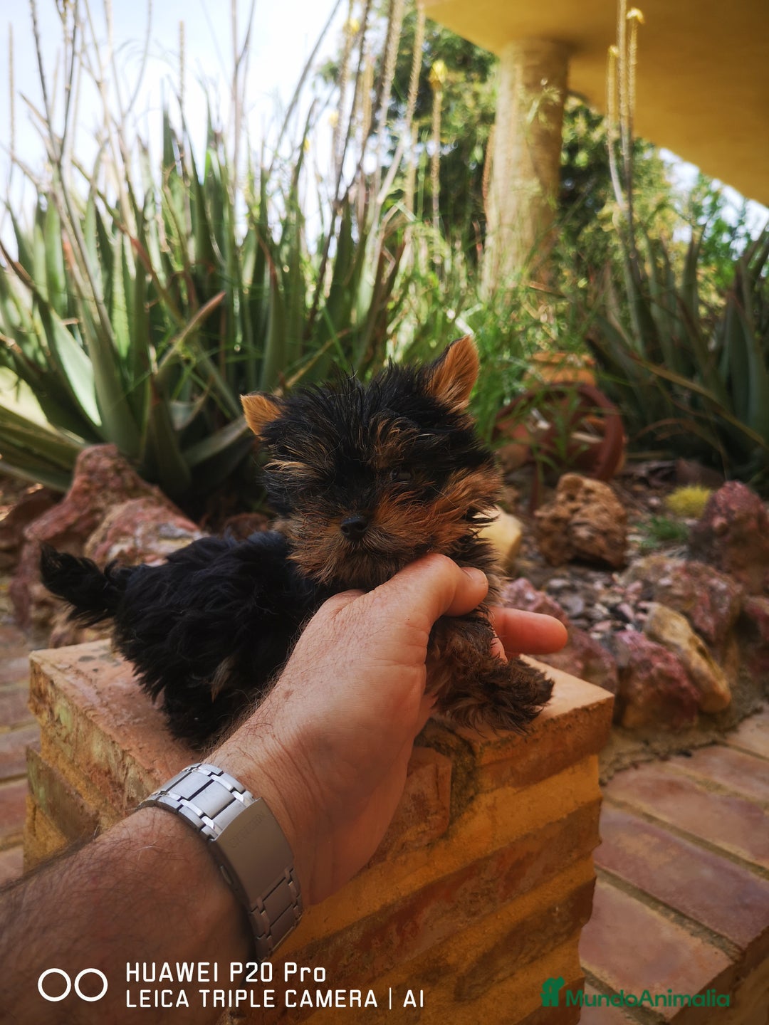 Yorkshire Terrier perros en venta: Cachorros de yorkshire mini - Imagen 1