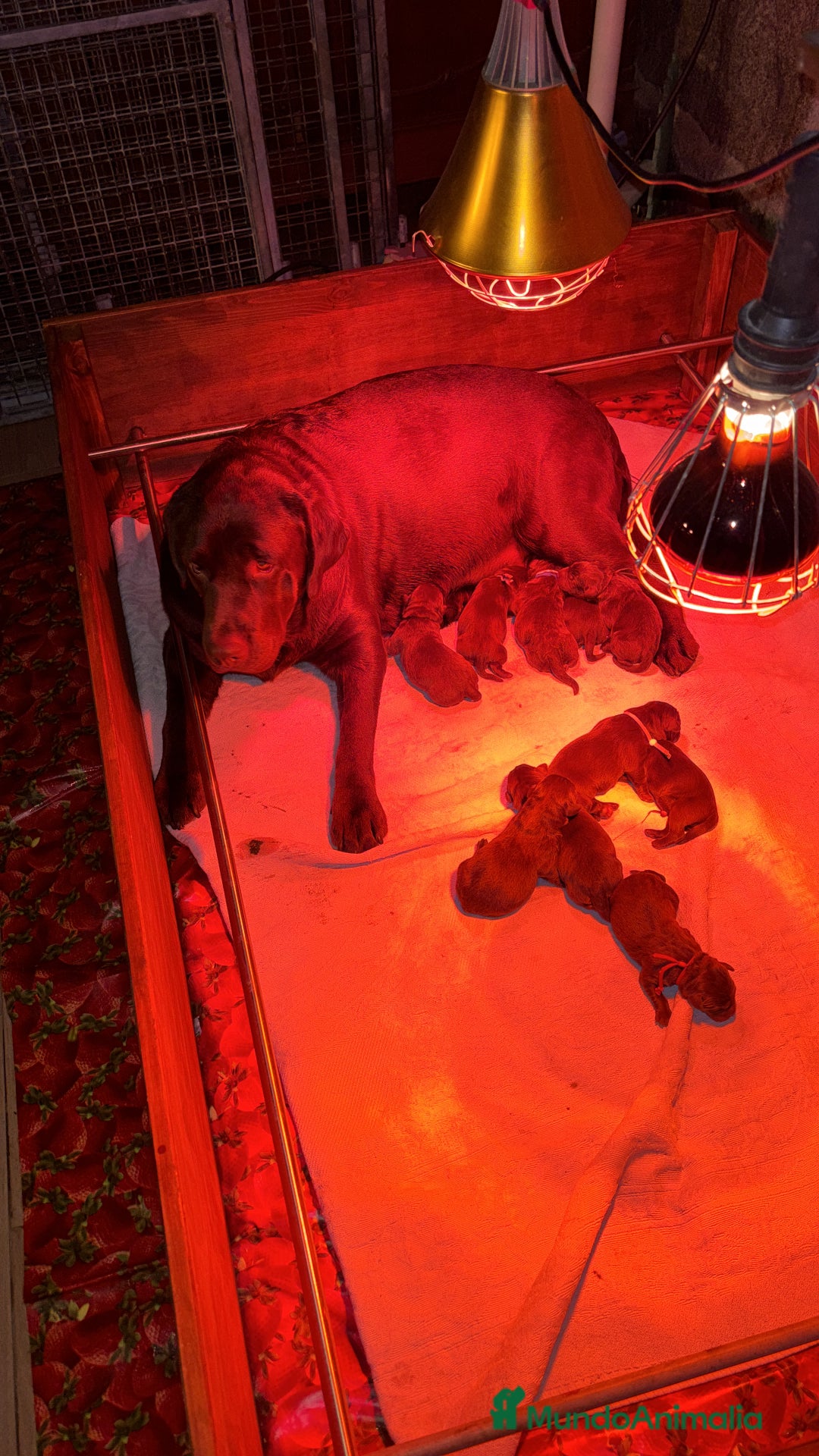 Labrador Retriever perros en venta: Camada espectacular de labradores chocolate - Anuncio 6