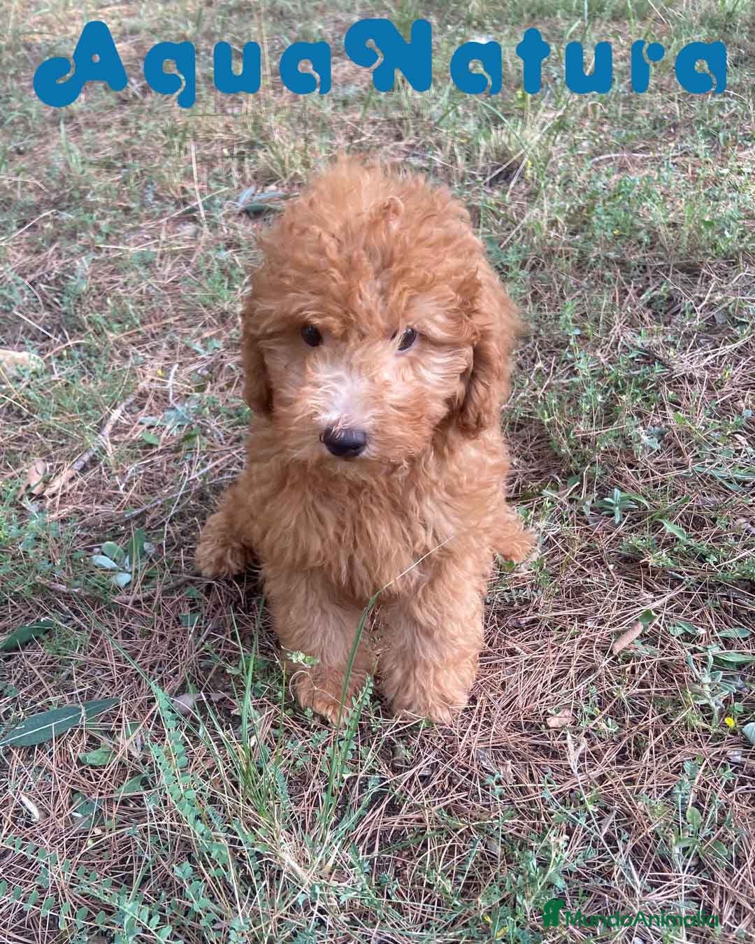 Raza Mixta perros en venta: Caniche Macho de Barbie 6295 AQUANATURA - Imagen 2