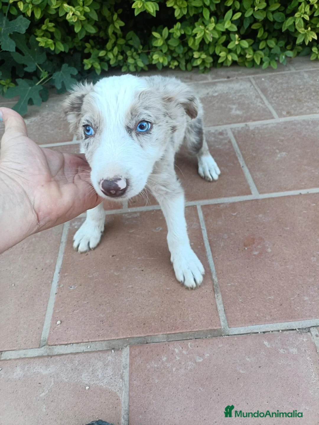 Border Collie perros en venta: Machos Border Collie Merle Chocolate Ojos Azules - Anuncio 2