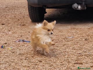 Spitz pequeño - Kleinspitz perros Spizt/Pomerania toy Hembra sable - Anuncio 1