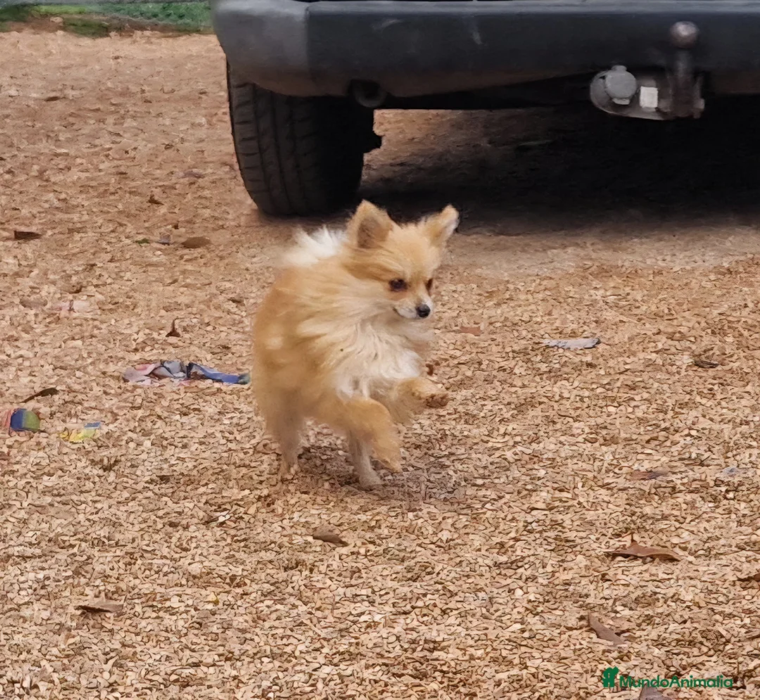 Spitz pequeño - Kleinspitz perros en venta: Spizt/Pomerania toy Hembra sable - Anuncio 1