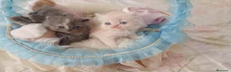 Persa gatos en venta: Gatitos persa himalayo  - Anuncio 4
