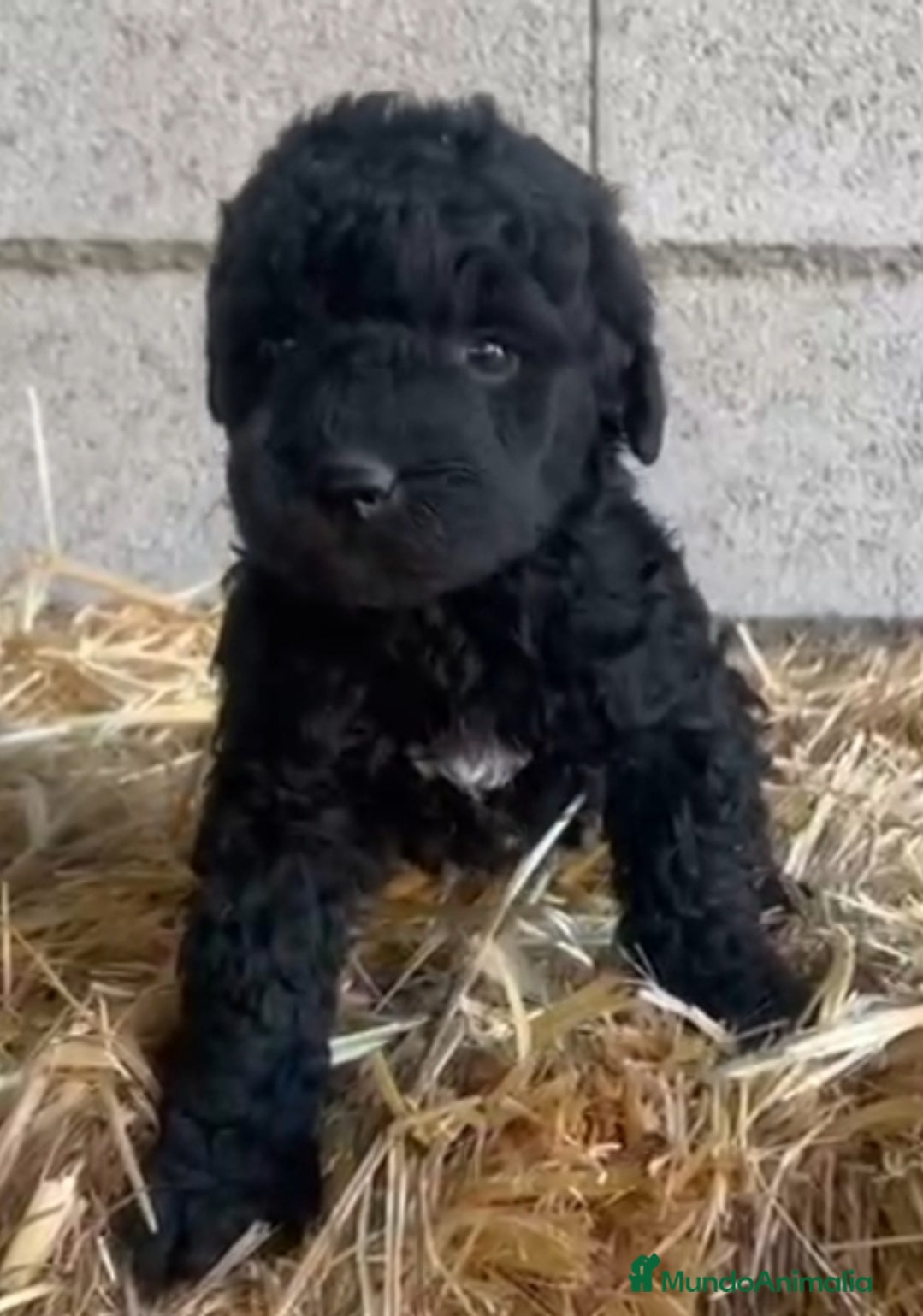 Perro de Agua Español perros Perro de Agua Divinos - Anuncio 1