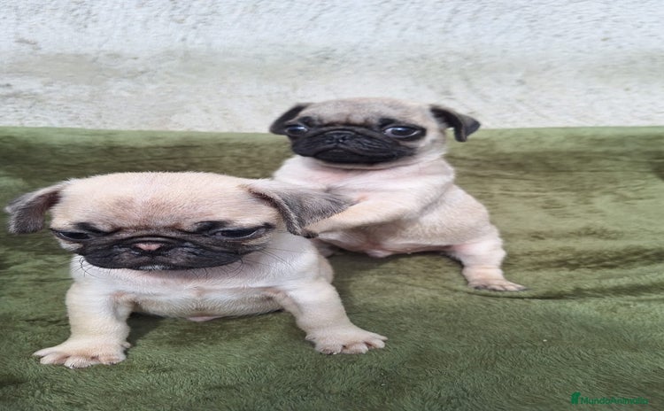 Carlino - Pug perros - Propaganda 1