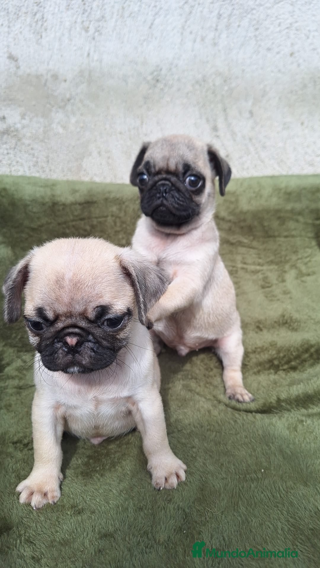 Carlino - Pug perros en venta: CARLINO - Imagen 1