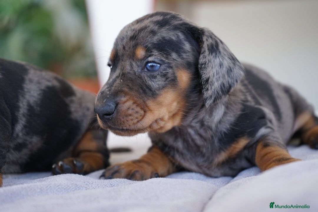 Teckel Miniatura perros en venta: 🐾 Kodat, Byron, Curry y Florentina – Teckel 🐾 - Imagen 3