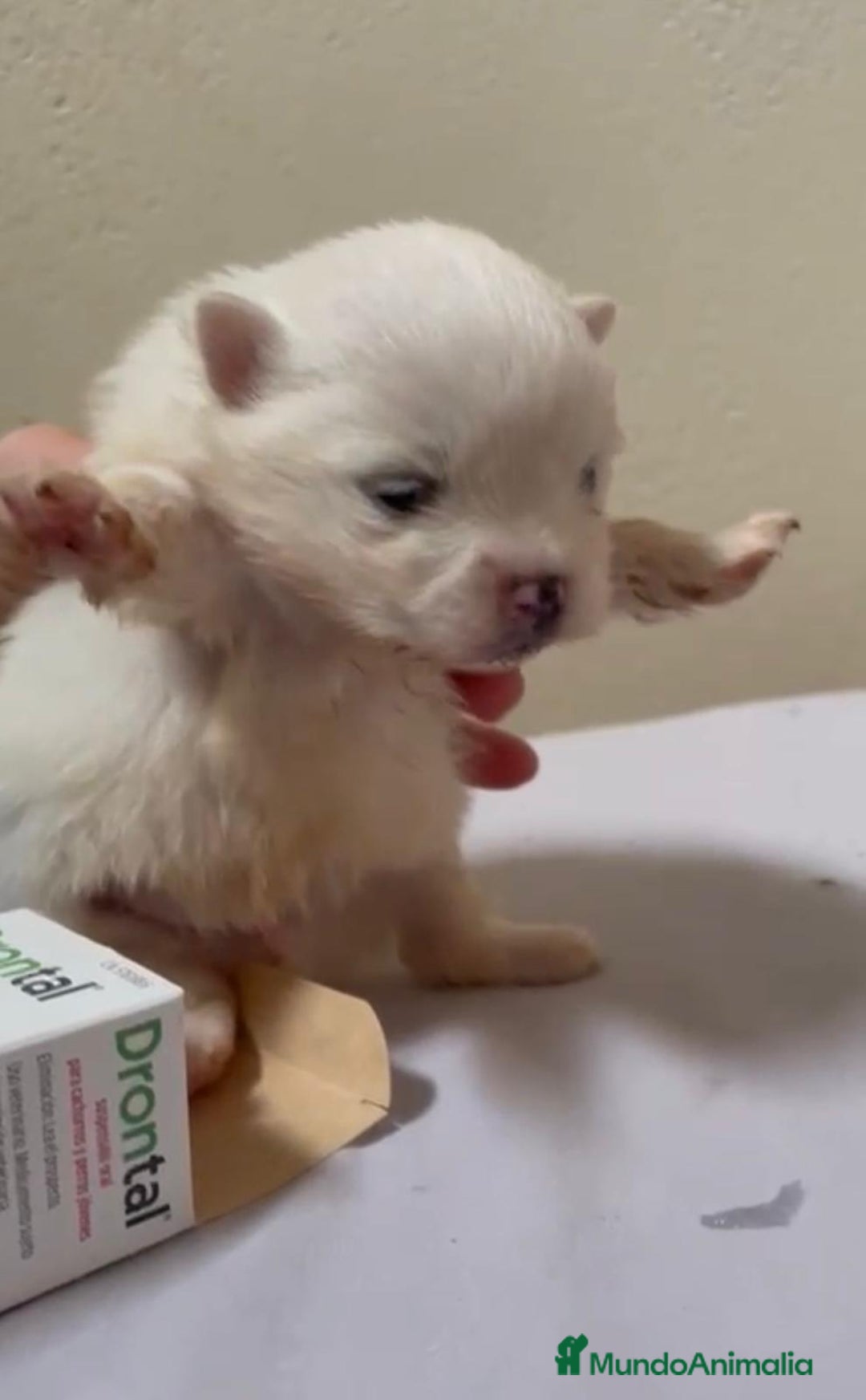 Pomerania perros en venta: Lulu pomerania toy - Anuncio 5